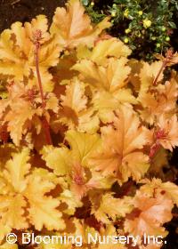 Heuchera 'Amber Waves' 